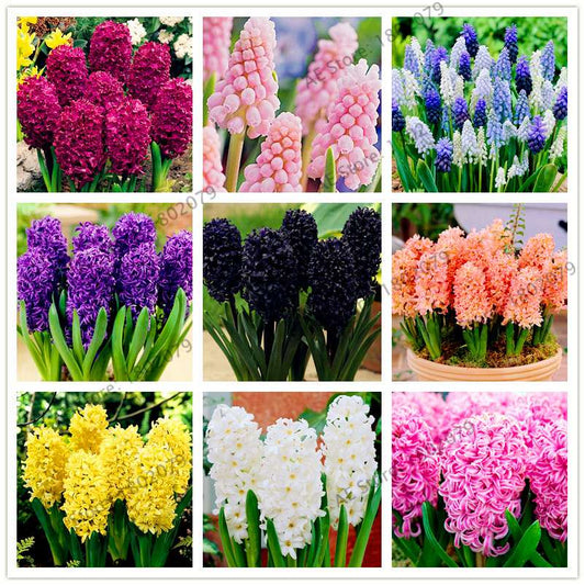 Hyacinth Seeds for Planting - Fragrant Potted Bonsai Flowers, Home Garden Blooming Bulbs