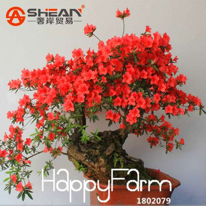 Rare Azalea Seeds - 12 Varieties, Cherry-Like Blooms - Stunning Flower Seeds for Garden