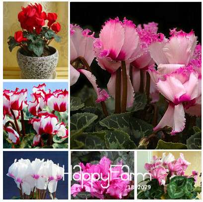Cyclamen & Primrose Flower Seeds for Planting - Fresh Garden Seedlings