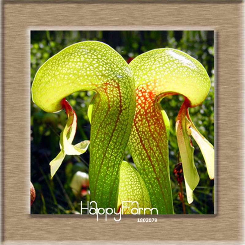 Nepenthes Seeds - Carnivorous Bonsai Plants for Balcony, Potted, Home Garden (11 Varieties)