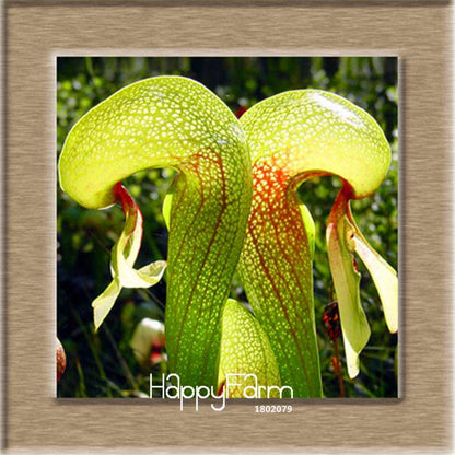 Nepenthes Seeds - Carnivorous Bonsai Plants for Balcony, Potted, Home Garden (11 Varieties)