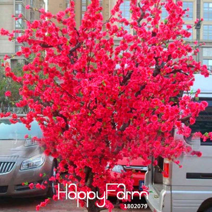 Red Japanese Cherry Blossom Seeds - Sakura Bonsai Tree Mix for Garden & Courtyard