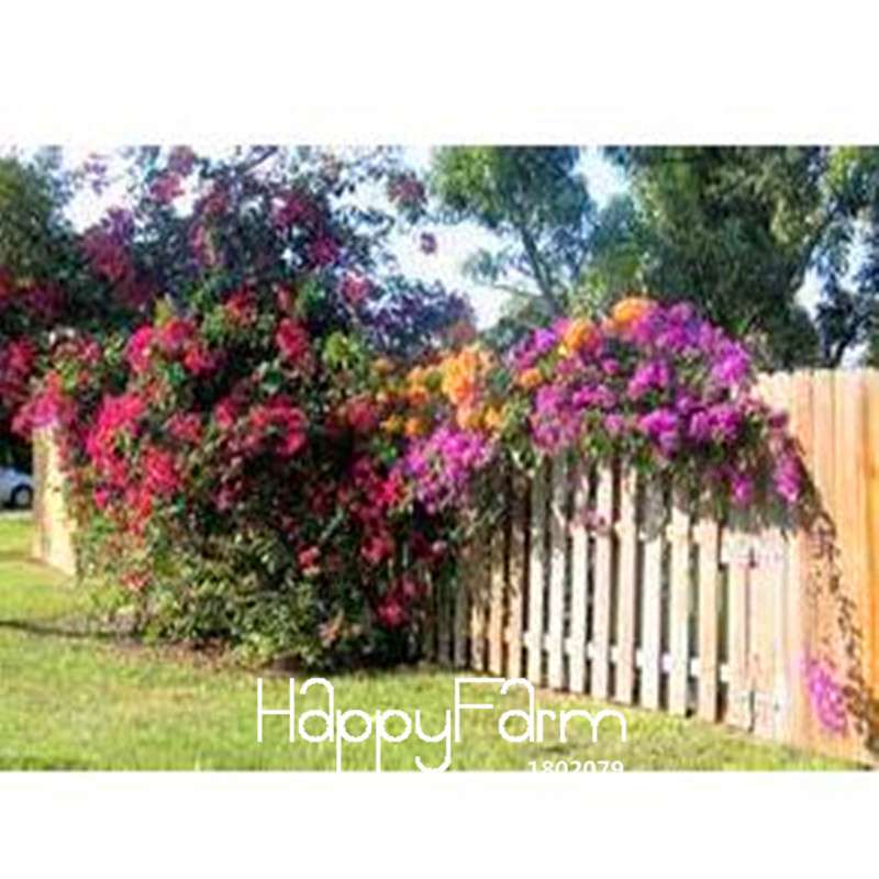 Colorful Bougainvillea Seeds - Spectabilis Willd Bonsai Flower Plants for Home Garden