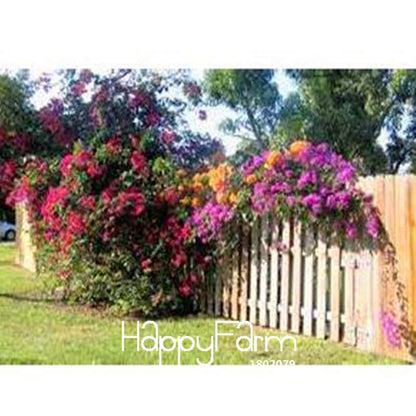 Colorful Bougainvillea Seeds - Spectabilis Willd Bonsai Flower Plants for Home Garden