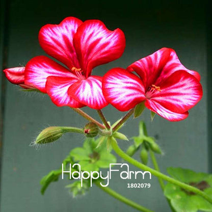 Rare Japanese Geranium Seeds - Perennial Flowers for Home Garden, Bonsai & Indoor Planting