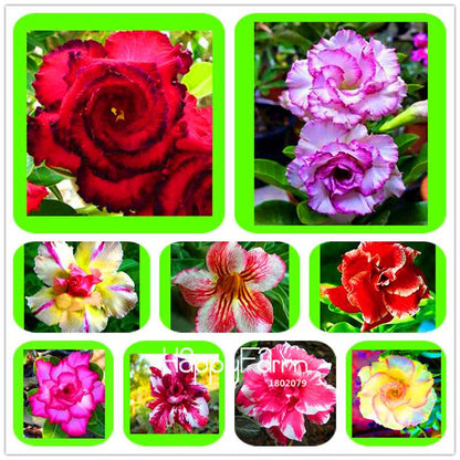 Desert Rose Seeds - Stunning Bonsai Flower for Garden, Balcony & Pots