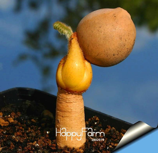 Cactus Seeds - Celestial Bonsai, Potted Plants for Home & Office, Low Maintenance, Unique Gift Idea