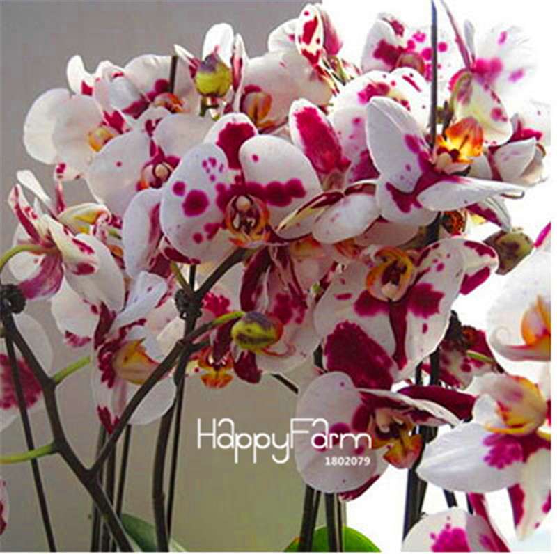 Phalaenopsis Orchid Seeds - Premium Bonsai Flower Seeds for Home & Indoor Garden Planting