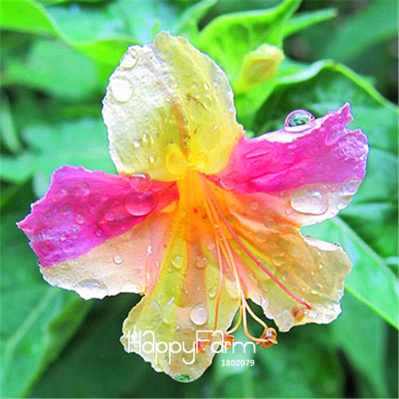 18 Varieties Jasmine Seeds - Fragrant & Ornamental Flowers for Garden Planting, Chinese Charm