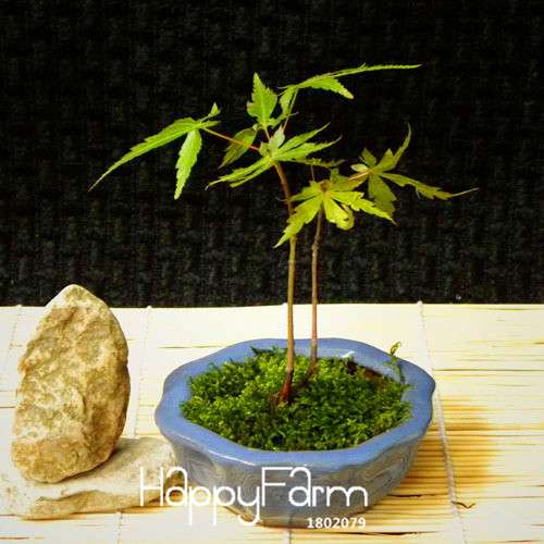 American Maple Bonsai Seeds - Mini Indoor Tree Houseplant, Fast-Growing Green Maple