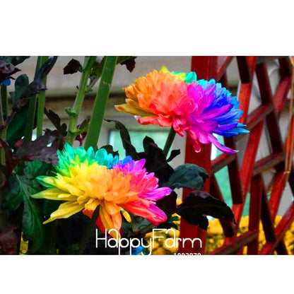Rare Rainbow Chrysanthemum Seeds - Vibrant Colors, DIY Home Garden Planting, New Arrival