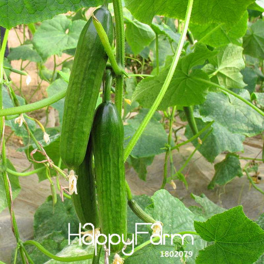 Dutch Cucumber Seeds - Non-GMO, High Yield for Garden, Pots & Bonsai | Fast Growing