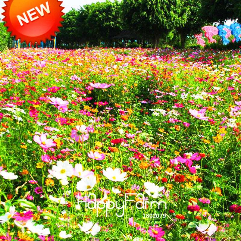 Mixed Wildflower Seeds - Perennial, Aromatic & Fragrant Flowers for Planting