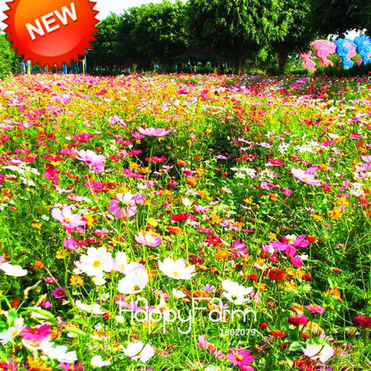 Mixed Wildflower Seeds - Perennial, Aromatic & Fragrant Flowers for Planting