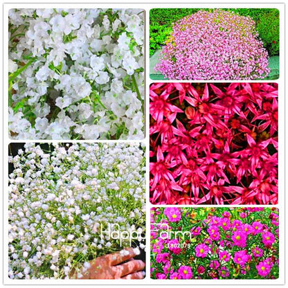 Gypsophila Seeds - Fragrant Bonsai Flowers for Home Garden Planting