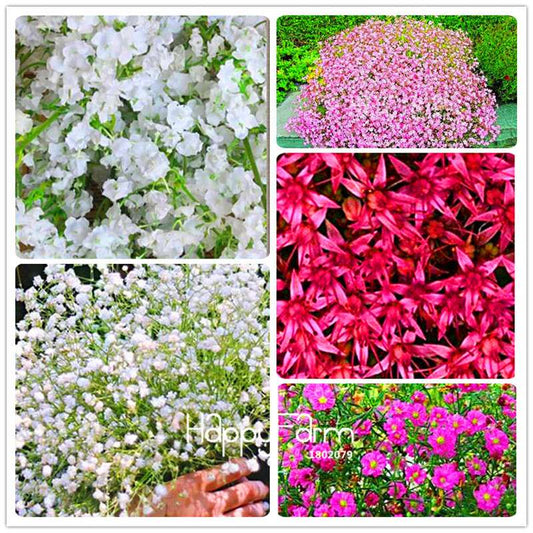 Gypsophila Seeds - Fragrant Bonsai Flowers for Home Garden Planting