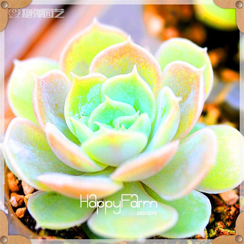 Rare Succulents Seeds - 99 Varieties, Lithops & Bonsai Plants for Office & Home