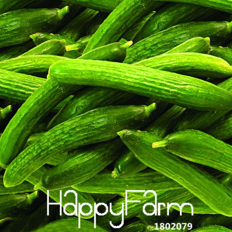 Cucumber Seeds for Planting - Multiple Varieties, Perfect for Balcony, Courtyard & Bonsai | Non-GMO Vegetable & Fruit Seeds