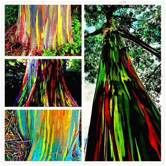 Rainbow Eucalyptus Seeds - Rare Tropical Tree for Garden Planting, Fast-Growing Showy Eucalyptus Deglupta