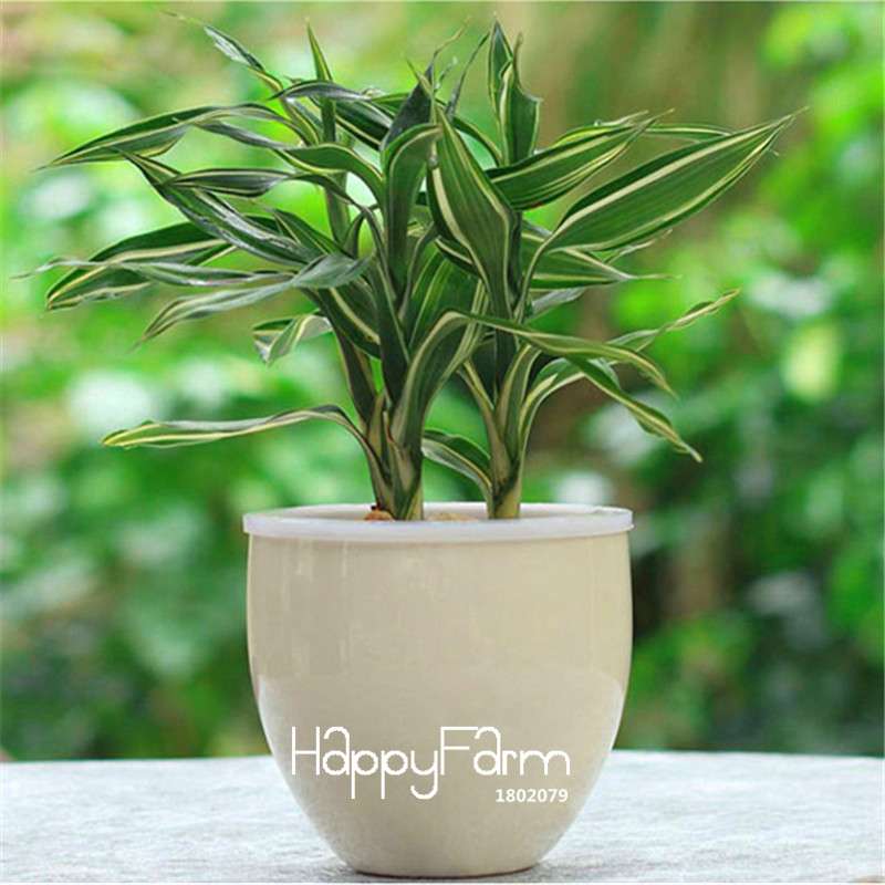 6 Types Lucky Bamboo Seeds - 95% Germination, Dracaena Variety for Home & Garden