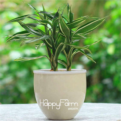 6 Types Lucky Bamboo Seeds - 95% Germination, Dracaena Variety for Home & Garden