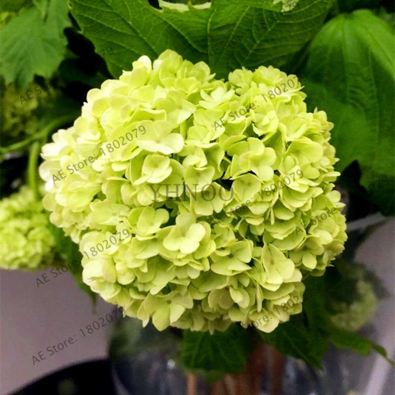 Hydrangea Seeds - Perennial Flowers for Wedding, Party, Home & Garden | Easy Grow Beautiful Blooms