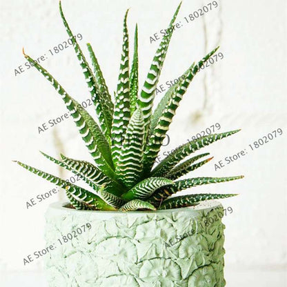 Succulent Seeds Kit - Aloe Vera, Edible Beauty Plants, Bonsai & Perennial Flowers for Home Garden