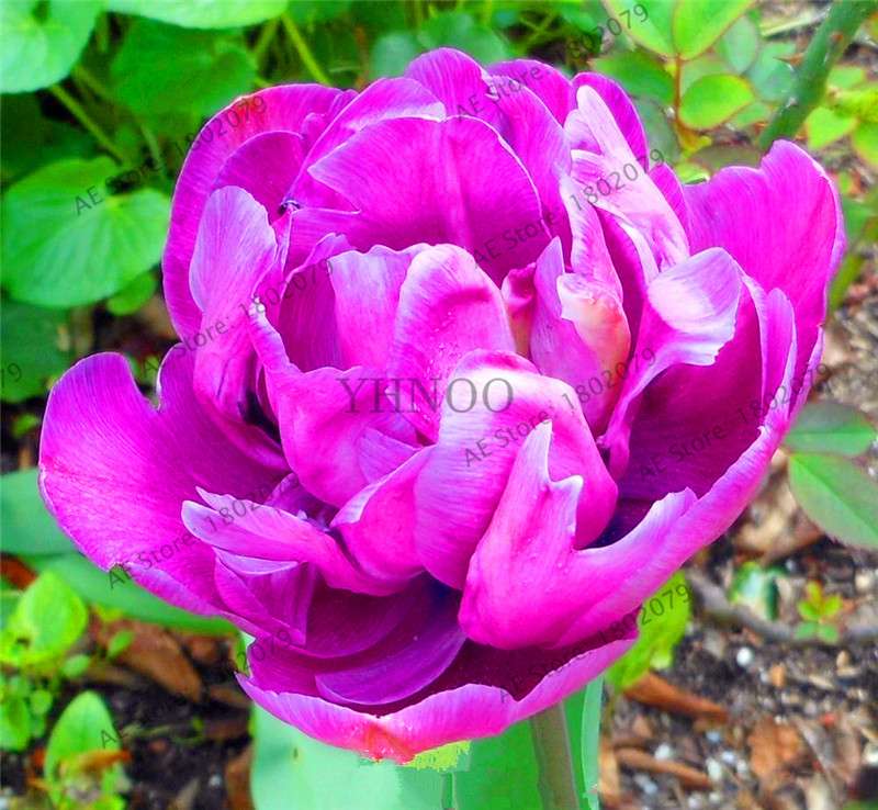 Rare Double Tulip Bulbs - Premium Imported Tulip Seeds for Home Garden Planting