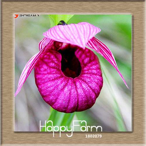 18 Color Orchid Seeds - Cypripedium & Paphiopedilum Bonsai Flower Seeds, Exotic Home Garden Planting