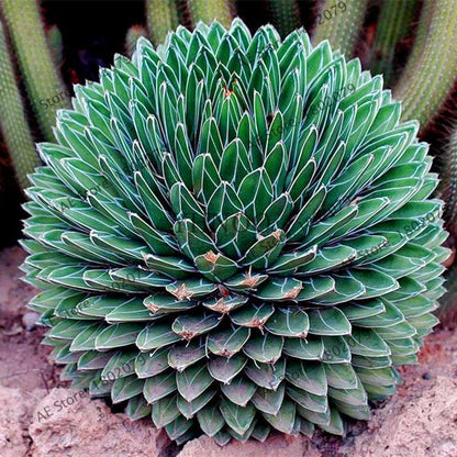 Succulent Seeds Kit - Aloe Vera, Edible Beauty Plants, Bonsai & Perennial Flowers for Home Garden