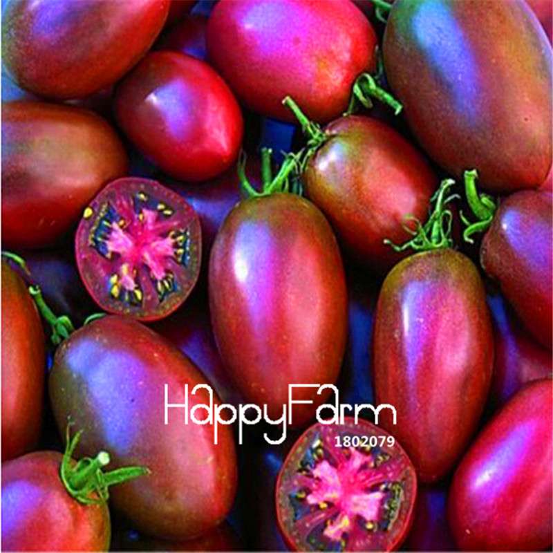 Rainbow Tomato Seeds - Organic Bonsai Veggie & Fruit Seeds for Home Garden, Non-GMO, Easy Grow