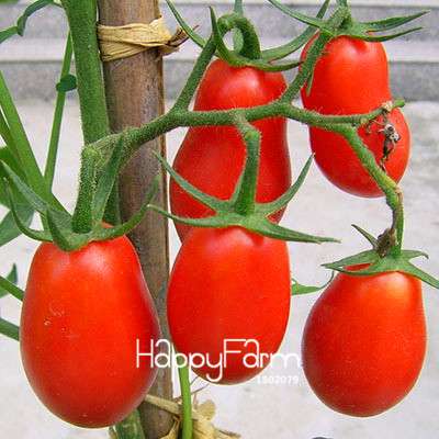 Giant Tomato Seeds for Home Garden - Sweet Pumpkin Tomato, Balcony & Container Planting