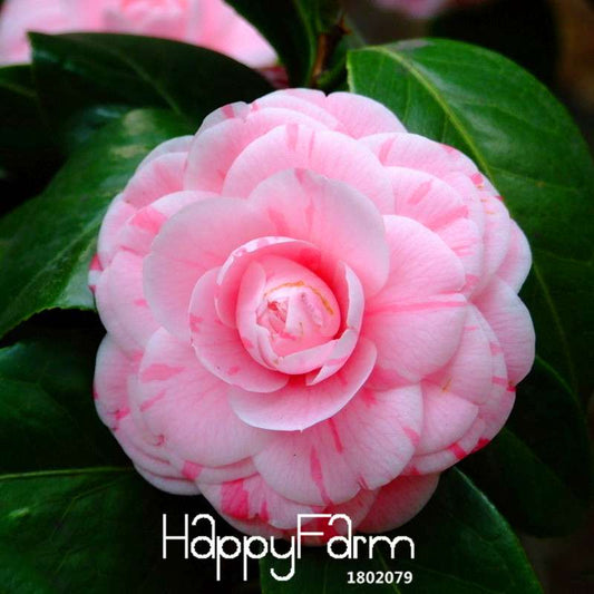 Pink Double Color Camellia Seeds - Potted Garden Flowers, Japanese Camellia Plants for Home & Garden