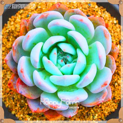 99 Varieties Lithops Seeds - Succulent & Bonsai Plants for Office, Home Garden - Easy to Grow