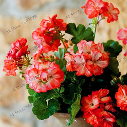 Rare Mixed Color Geranium Seeds - Vibrant Variegated Potted Flowers for Garden & Bonsai | Fast Shipping