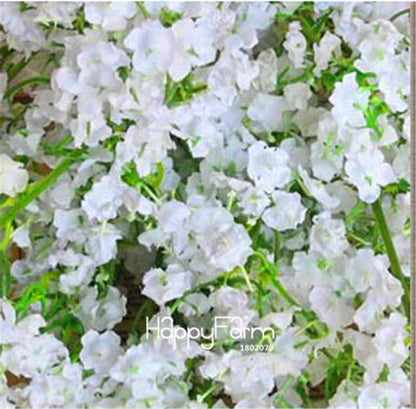 Gypsophila Seeds - Fragrant Bonsai Flowers for Home Garden Planting