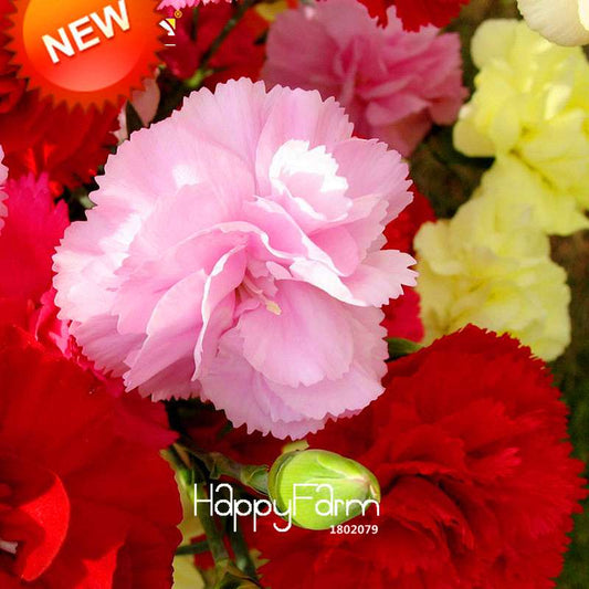 Cut Mix Carnation Seeds - Colorful Dianthus Flowers for Balcony, Pots & Garden | Fast-Growing & Easy Care