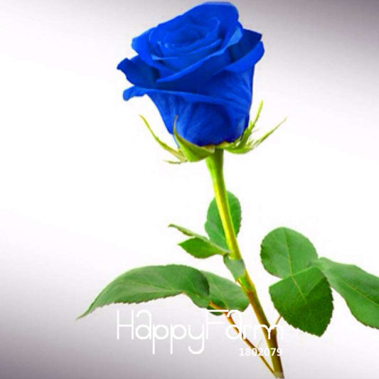 Blue Dragon Rose Seeds, Fragrant Blue Rose Flowering Plants for Garden