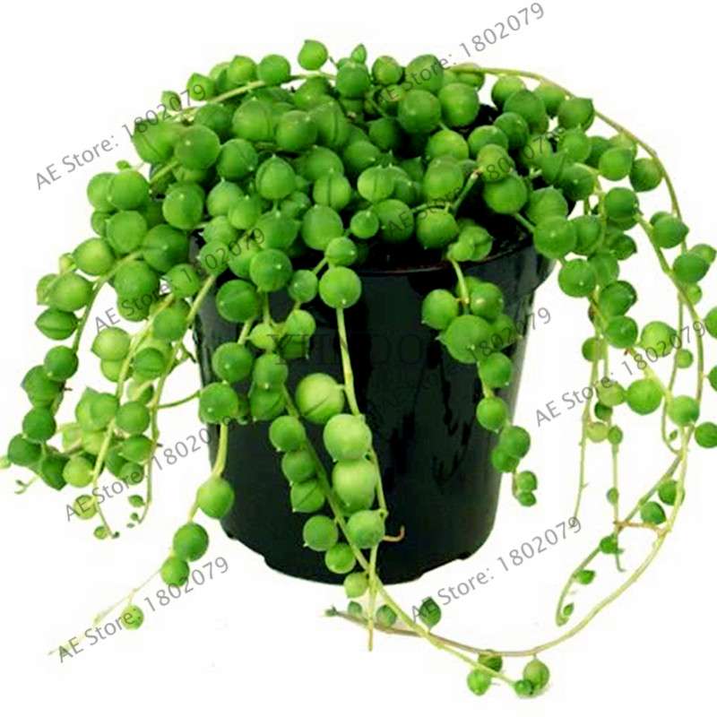 String of Pearls Plant Seeds - Senecio Rowleyanus Succulent Seeds for Home Garden, Bonsai & Air Purifying