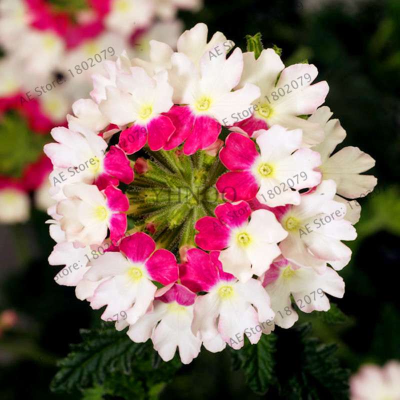 Mixed Color Verbena Hybrida Seeds - Easy to Grow Bonsai Flowers for Home & Garden Planting