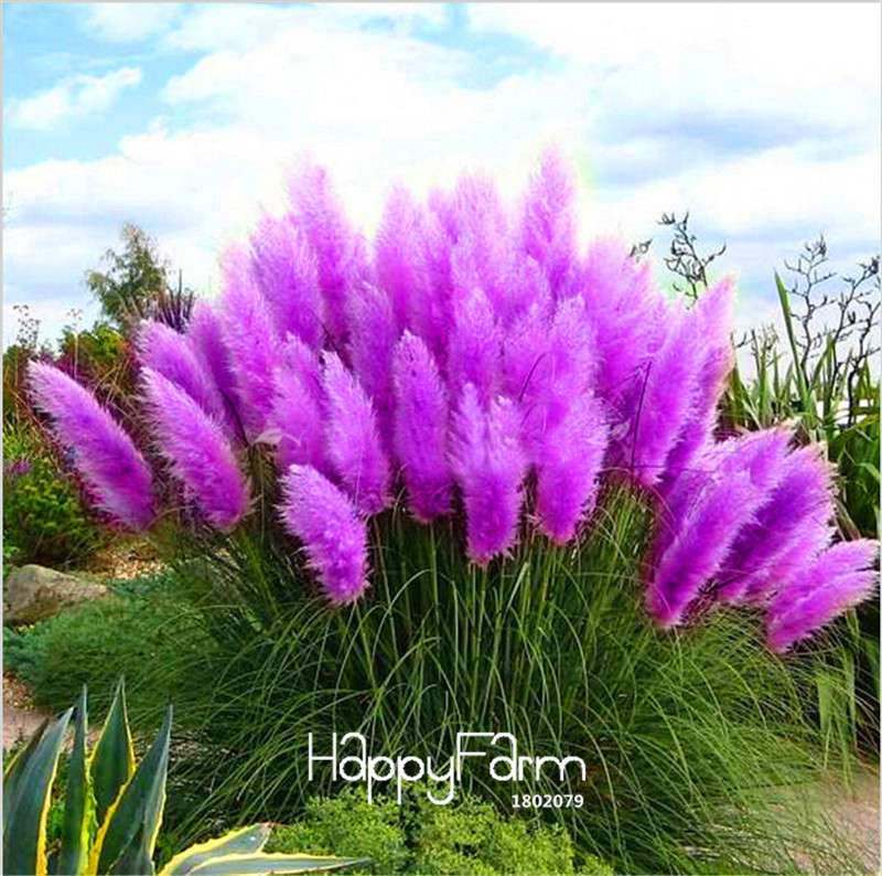 Pampas Grass Seeds - Cortaderia Ornamental Plants for Patio, Garden & Pots | Fresh New Flowers