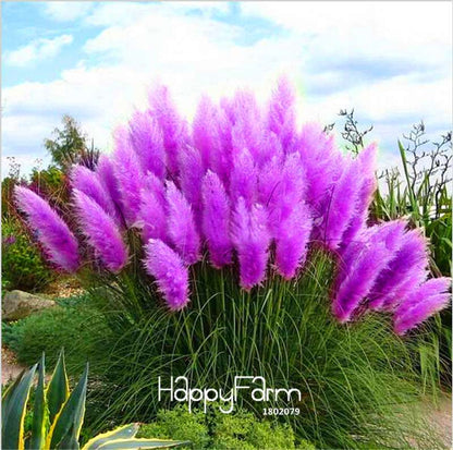 Pampas Grass Seeds - Cortaderia Ornamental Plants for Patio, Garden & Pots | Fresh New Flowers