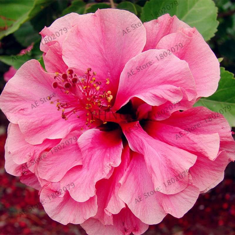 Colorful Bonsai Hibiscus Seeds - Perennial Flower for Home Garden Planting, Hibiscus Mutabilis