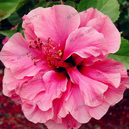 Colorful Bonsai Hibiscus Seeds - Perennial Flower for Home Garden Planting, Hibiscus Mutabilis