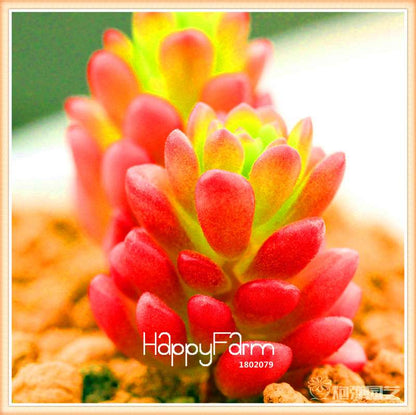 Lithops Seeds - 99 Varieties, Succulent & Bonsai Plants for Office - Fast Shipping & High Germination Rate