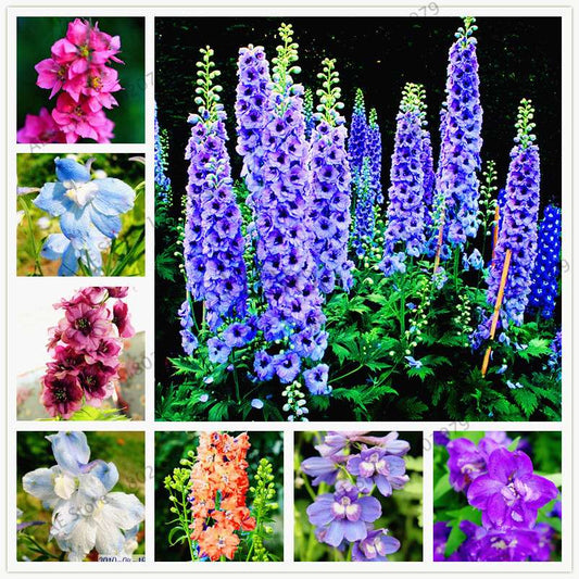 Mixed Color Larkspur Seeds - Rocket Larkspur (Consolida Ajacis) for Home Garden Planting