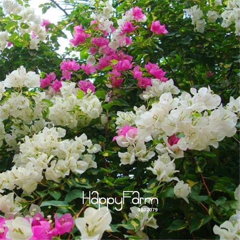 White Bougainvillea Spectabilis Seeds - Vibrant Flowering Plants for Garden & Bonsai