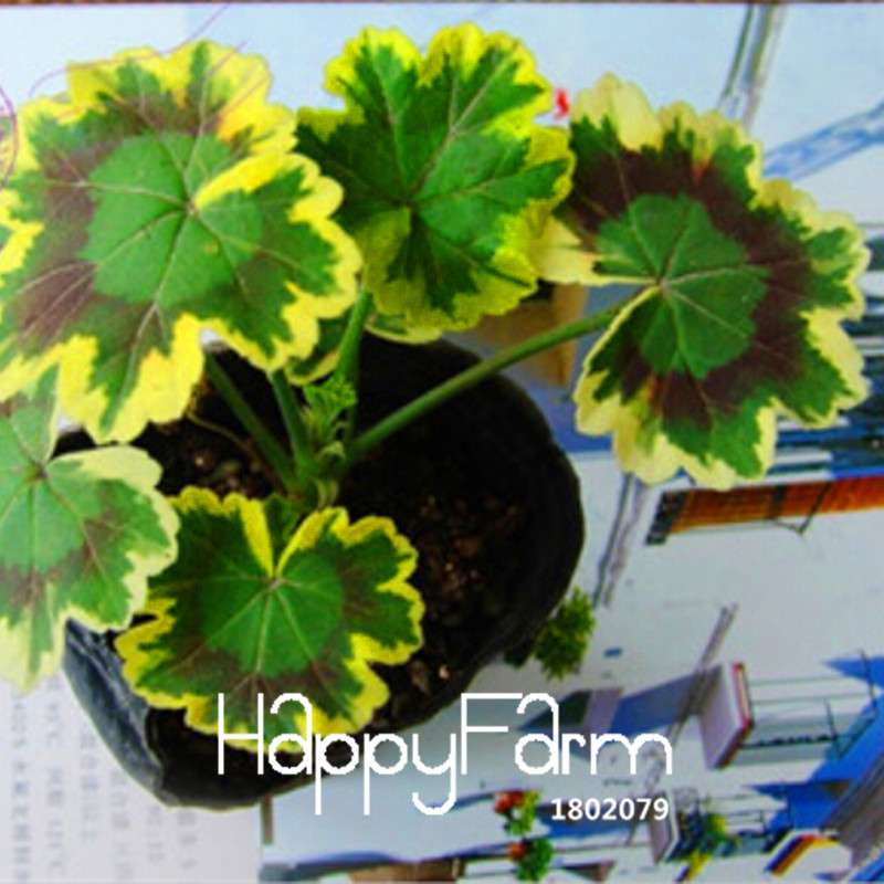 Buy Purple Univalve Geranium Seeds - Perennial Flower Seeds for Indoor Planting | Fast Shipping
