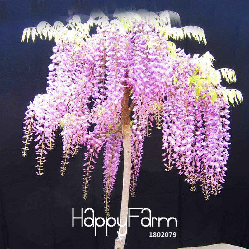 Rare Mini Bonsai Wisteria Seeds - Indoor Plants for Home & Garden - Fast US Shipping