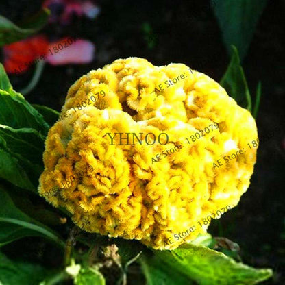 2025 Celosia Flower Seeds Mix Color - Cockscomb Seeds for Home Garden, Easy to Grow & DIY Planting